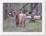 9_Highland_Cow * Not yaks, but Highland Cows.  Funny creatures.  Seemed friendly enough but those horns looked sharp (hence the fuzzy photos as I didn't fancy standing still for long). * 2048 x 1536 * (645KB)