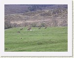 19_Deer * This group of deer seemed almost tame. * 2048 x 1536 * (684KB)