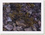 1_WestCoastSeaweed * This is seaweed - so this must be the sea. * 2048 x 1536 * (752KB)