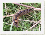 DSCN2222 * I sat down to remove a stone from my boot and saw this little fella.  I'm still not sure what it is.  (Yes, I know it's a caterpillar) * 2048 x 1536 * (665KB)
