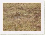 DSCN2283 * Wildlife * 2048 x 1536 * (678KB)