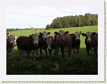 DSCN2315 * These cows chased me along the fence.  Mean looking, aren't they? * 2048 x 1536 * (599KB)