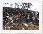 P1000870 * I knew that there had been fires round here and the evidence was clear. * 2560 x 1920 * (3.15MB)