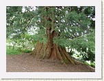 P1000923 * The photo doesn't do it justice, but this tree was HUGE. * 4000 x 3000 * (5.3MB)