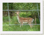 P1010041 * Which one of us was behind the fence? * 2560 x 1920 * (3.08MB)