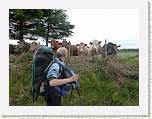 P1010065 * Lilo and the cows. * 2560 x 1920 * (3.26MB)