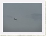 P1010067 * A red kite?  (That's what the others said) * 2560 x 1920 * (1.76MB)