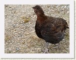 P1040017 * This little fellow followed me for a couple of hundred yards. * 2560 x 1920 * (2.98MB)