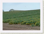 P1040071 * Daffs past their best. * 2560 x 1920 * (3.06MB)