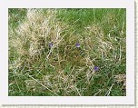 P1040624 * Blue flowers * 1920 x 1440 * (1.14MB)