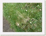 P1040625 * White flowers * 1920 x 1440 * (1.18MB)