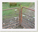 P1040664 * An easy gate fastening that took me about 5 minutes to close properly! * 1440 x 1920 * (1017KB)